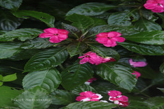 Impatiens walleriana